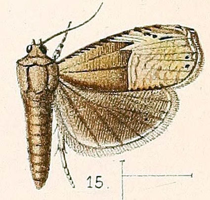 /filer/webapps/moths/media/images/E/excisa_Dichrorampha_ST_Walsingham_1891_3-15.jpg