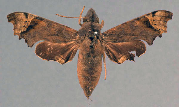 /filer/webapps/moths/media/images/E/excisa_Enyo_STF_OUMNH_01.jpg