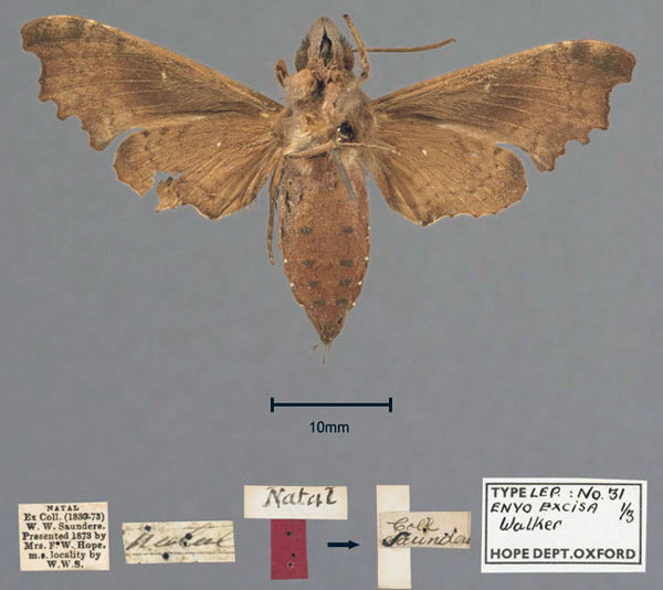 /filer/webapps/moths/media/images/E/excisa_Enyo_STF_OUMNH_02.jpg