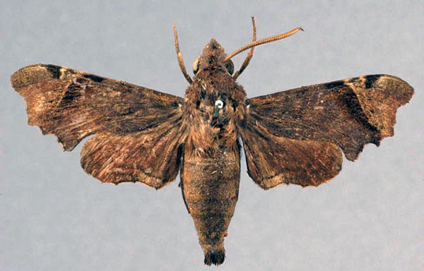 /filer/webapps/moths/media/images/E/excisa_Enyo_STM_OUMNH_01.jpg