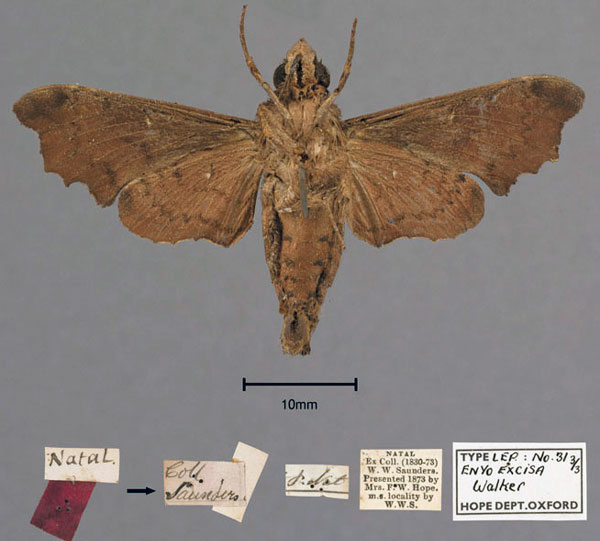 /filer/webapps/moths/media/images/E/excisa_Enyo_STM_OUMNH_02.jpg