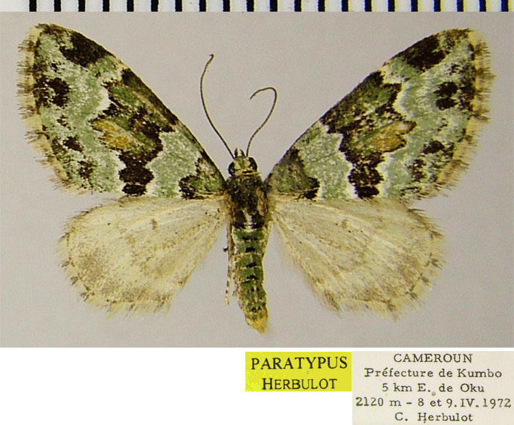 /filer/webapps/moths/media/images/E/excisa_Piercia_AT_ZSM.jpg