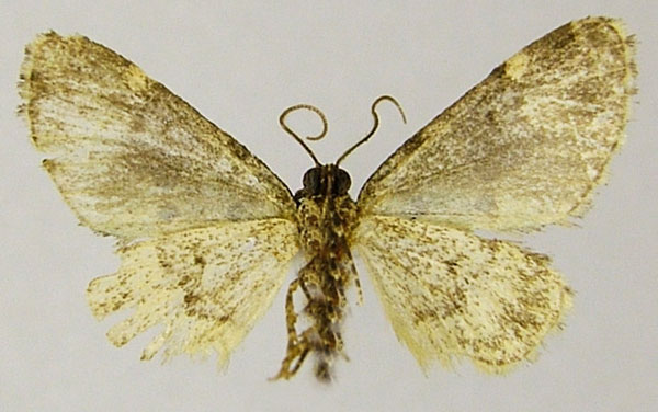 /filer/webapps/moths/media/images/E/excisa_Piercia_HT_ZSMb.jpg