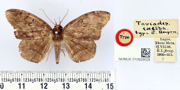 /filer/webapps/moths/media/images/E/excisa_Taviodes_HT_BMNH.jpg