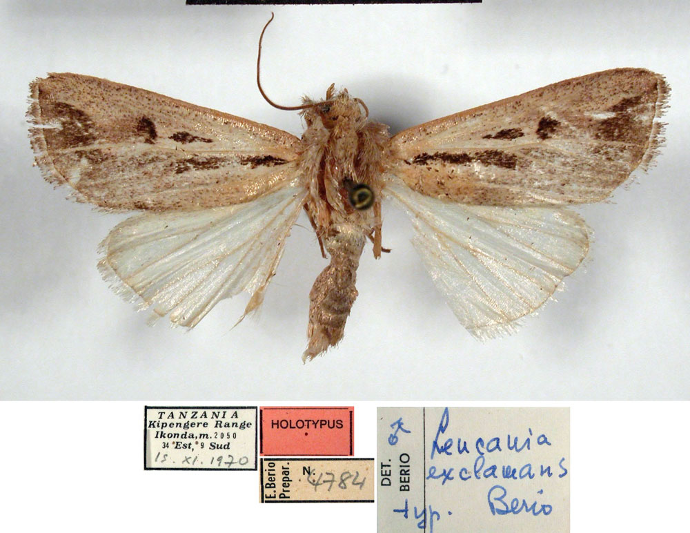 /filer/webapps/moths/media/images/E/exclamans_Leucania_HT_MSNM.jpg