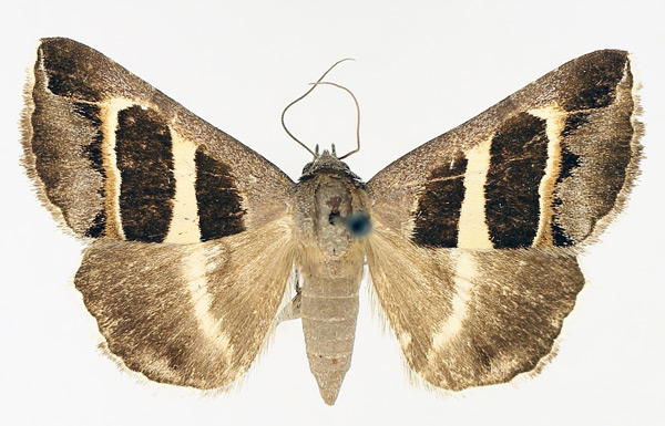 /filer/webapps/moths/media/images/E/exclusiva_Grammodes_AF_TMSA_01.jpg
