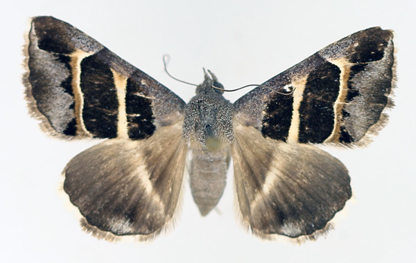 /filer/webapps/moths/media/images/E/exclusiva_Grammodes_AF_TMSA_02.jpg