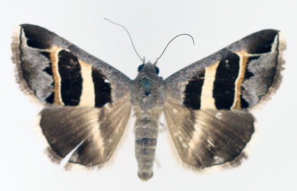 /filer/webapps/moths/media/images/E/exclusiva_Grammodes_AM_TMSA_01.jpg