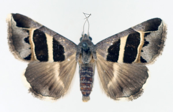 /filer/webapps/moths/media/images/E/exclusiva_Grammodes_AM_TMSA_02.jpg