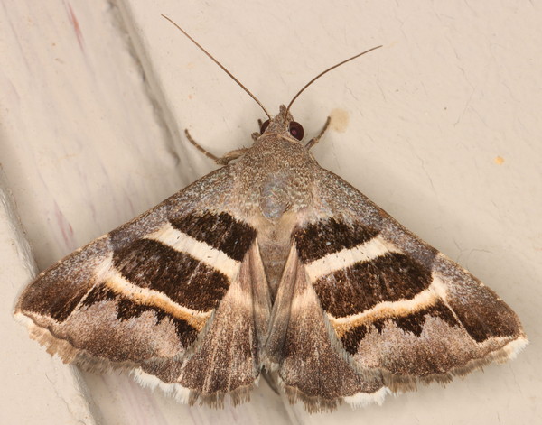 /filer/webapps/moths/media/images/E/exclusiva_Grammodes_A_Heyns_01.jpg