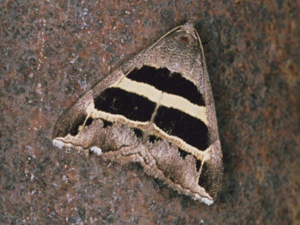 /filer/webapps/moths/media/images/E/exclusiva_Grammodes_A_Roland.jpg