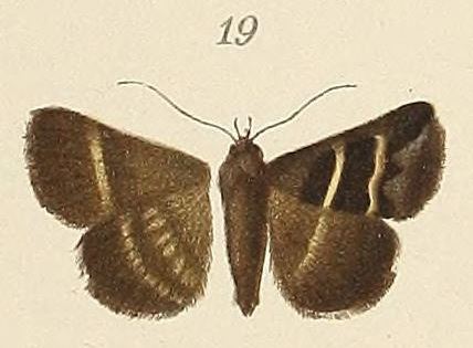 /filer/webapps/moths/media/images/E/exclusiva_Grammodes_ST_Voeltzkow_6-19.jpg