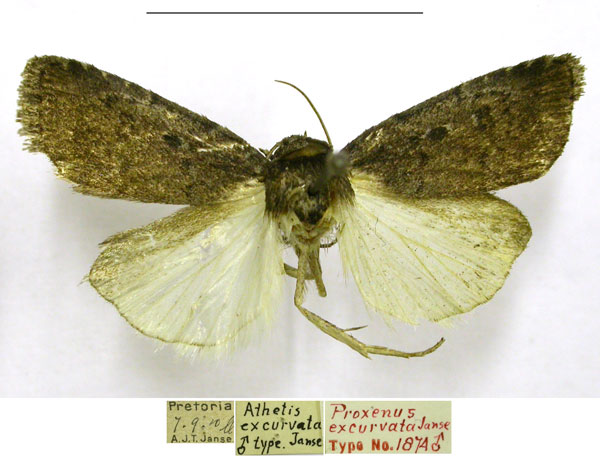 /filer/webapps/moths/media/images/E/excurvata_Athetis_HT_TMSA.jpg