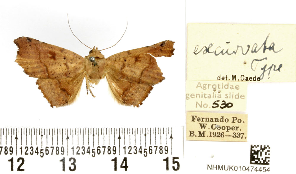 /filer/webapps/moths/media/images/E/excurvata_Herpeperas_HT_BMNH.jpg