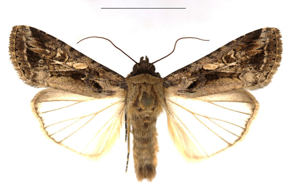 /filer/webapps/moths/media/images/E/exempta_Spodoptera_AM_RBINS.JPG