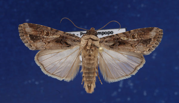 /filer/webapps/moths/media/images/E/exempta_Spodoptera_AM_Schellhorn.jpg