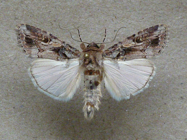 /filer/webapps/moths/media/images/E/exempta_Spodoptera_A_Butler.jpg