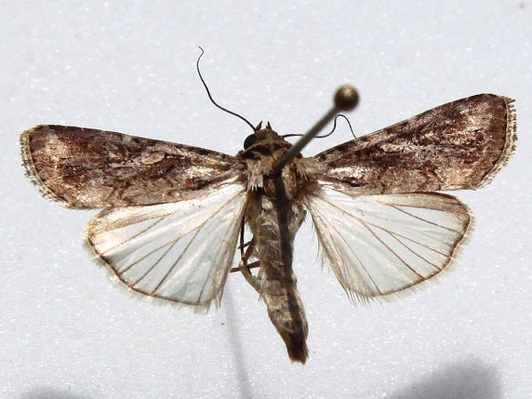 /filer/webapps/moths/media/images/E/exempta_Spodoptera_A_Goff.jpg