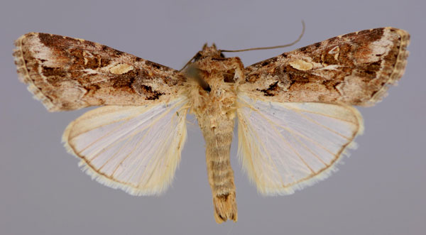 /filer/webapps/moths/media/images/E/exempta_Spodoptera_A_RMCA_01.jpg