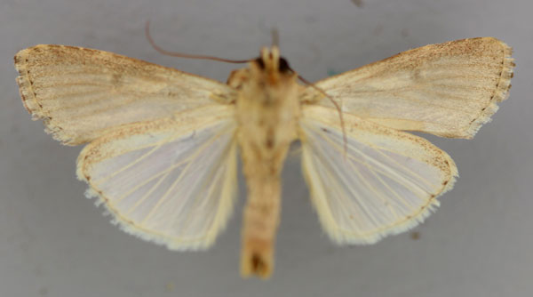 /filer/webapps/moths/media/images/E/exempta_Spodoptera_A_RMCA_02.jpg