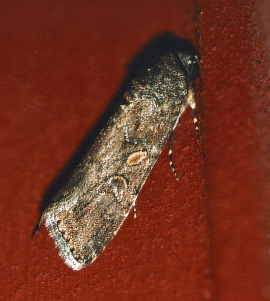 /filer/webapps/moths/media/images/E/exempta_Spodoptera_A_Roland_01.jpg