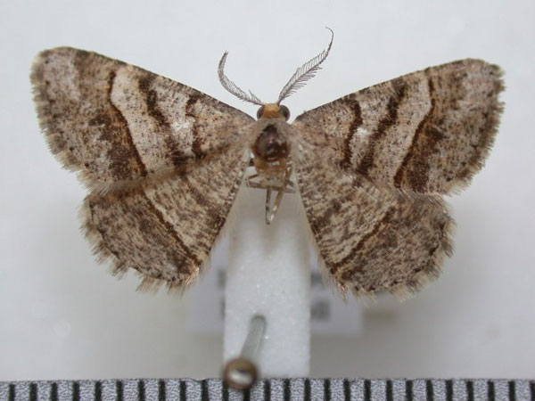 /filer/webapps/moths/media/images/E/exerraria_Isturgia_A_Revell.jpg