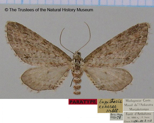 /filer/webapps/moths/media/images/E/exheres_Eupithecia_PTF_BMNH.jpg