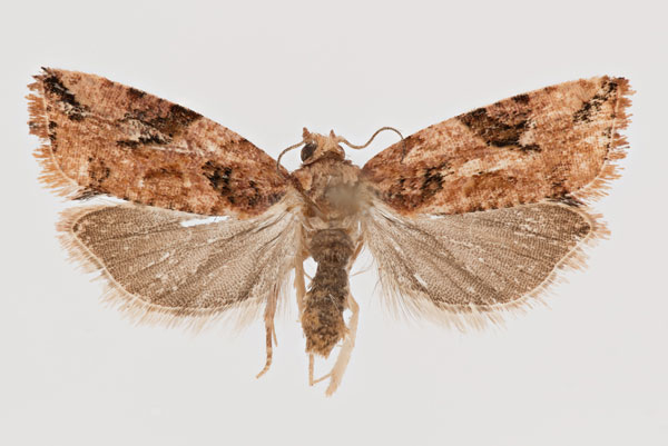 /filer/webapps/moths/media/images/E/exhilarata_Paraeccopsis_AM_ZMHB.jpg