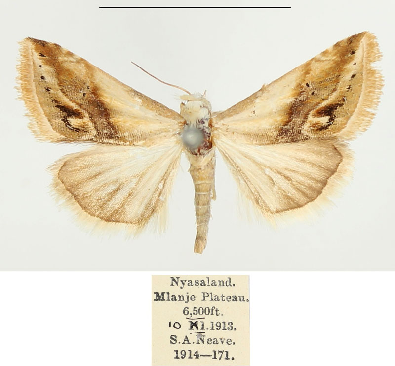 /filer/webapps/moths/media/images/E/exigua_Eublemma_AM_BMNH_01.jpg