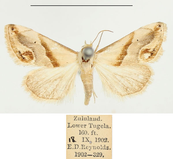 /filer/webapps/moths/media/images/E/exigua_Eublemma_AM_BMNH_02.jpg
