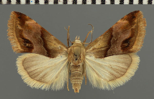 /filer/webapps/moths/media/images/E/exigua_Eublemma_AM_Fiebig.jpg