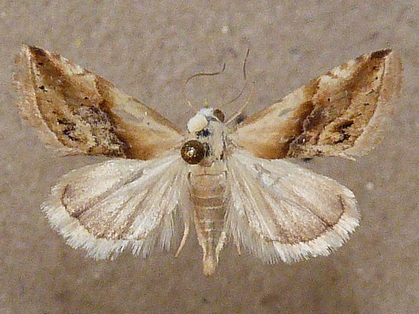 /filer/webapps/moths/media/images/E/exigua_Eublemma_A_Butler.jpg
