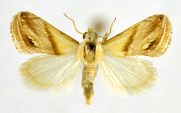 /filer/webapps/moths/media/images/E/exigua_Eublemma_A_NHMO.jpg