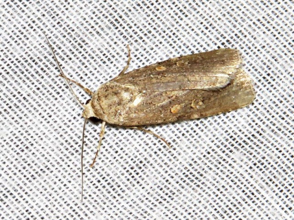 /filer/webapps/moths/media/images/E/exigua_Spodoptera_A_Braun.jpg