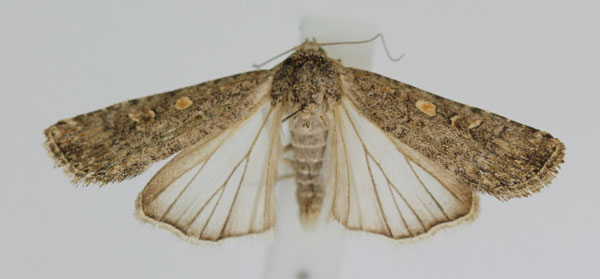 /filer/webapps/moths/media/images/E/exigua_Spodoptera_A_JMonks_01.jpg