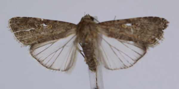 /filer/webapps/moths/media/images/E/exigua_Spodoptera_A_JMonks_02.jpg