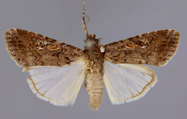 /filer/webapps/moths/media/images/E/exigua_Spodoptera_A_RMCA_01.jpg