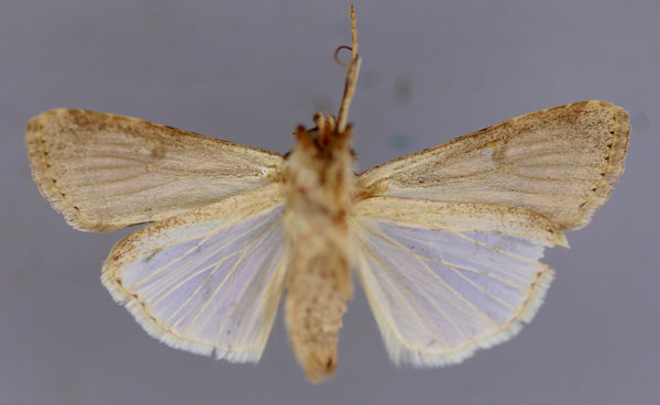 /filer/webapps/moths/media/images/E/exigua_Spodoptera_A_RMCA_02.jpg