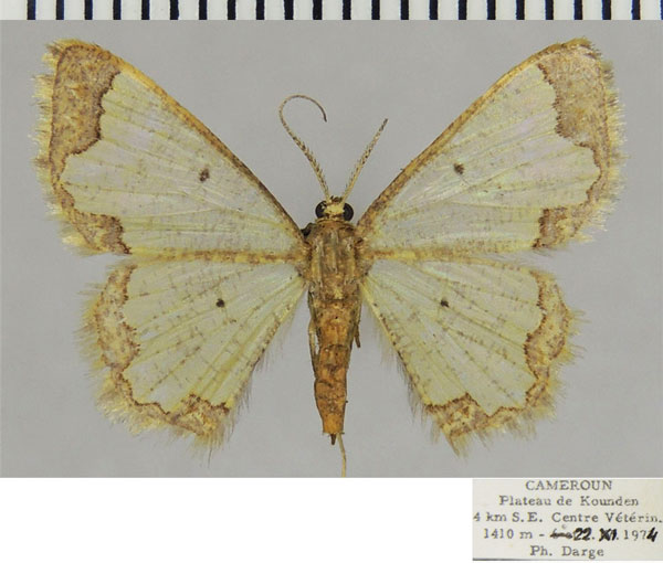 /filer/webapps/moths/media/images/E/exigua_Zamarada_AF_ZSM.jpg