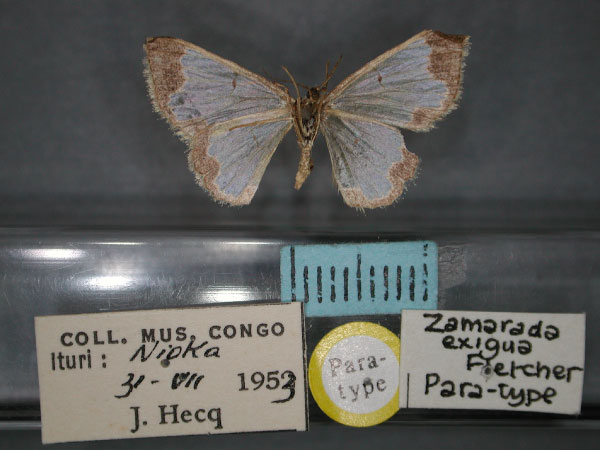 /filer/webapps/moths/media/images/E/exigua_Zamarada_PT_RMCA_02.jpg