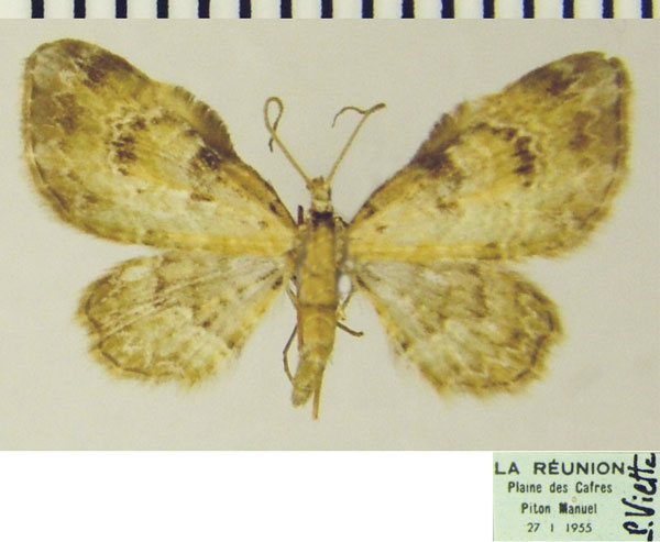 /filer/webapps/moths/media/images/E/exilipicta_Chloroclystis_AM_ZSMa.jpg