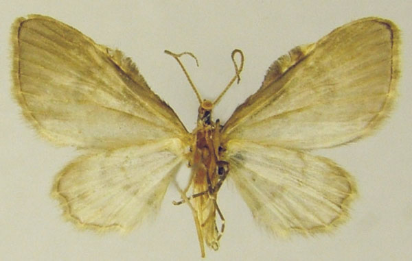 /filer/webapps/moths/media/images/E/exilipicta_Chloroclystis_AM_ZSMb.jpg