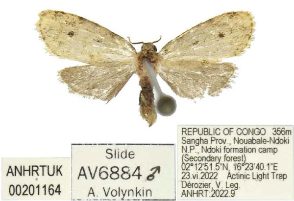 /filer/webapps/moths/media/images/E/exilisioides_Siccia_PTM_ANHRT.jpg
