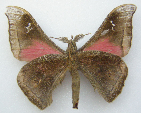 /filer/webapps/moths/media/images/E/eximia_Ludia_HT_NHMUKb.jpg