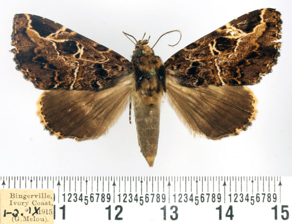 /filer/webapps/moths/media/images/E/eximia_Pseudotolna_AF_BMNH.jpg