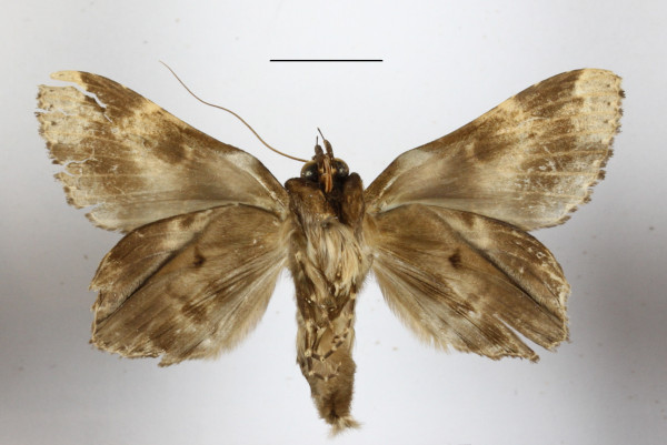 /filer/webapps/moths/media/images/E/eximia_Pseudotolna_AM_MGCLb_01.JPG