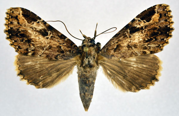 /filer/webapps/moths/media/images/E/eximia_Pseudotolna_A_NHMO.jpg