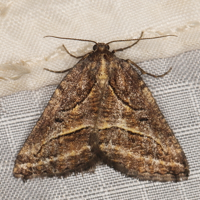 /filer/webapps/moths/media/images/E/exmotaria_Hypotephrina_A_Heyns_01.JPG
