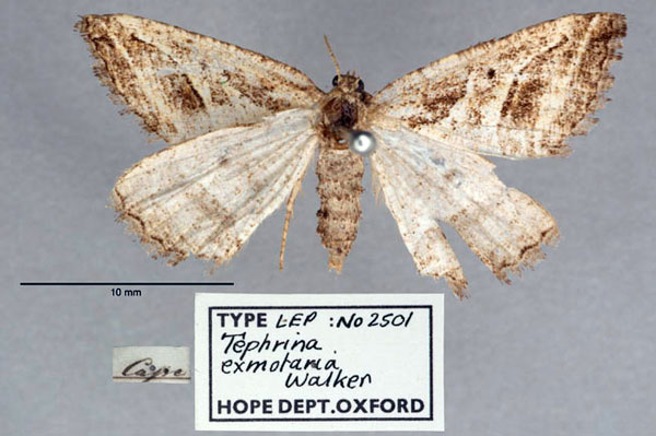 /filer/webapps/moths/media/images/E/exmotaria_Tephrina_HT_OUMNH_01.jpg