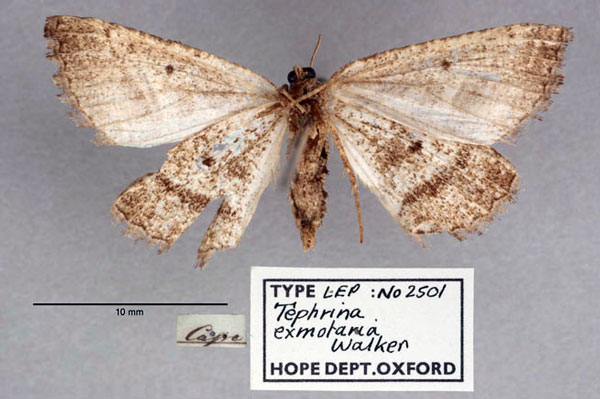 /filer/webapps/moths/media/images/E/exmotaria_Tephrina_HT_OUMNH_02.jpg